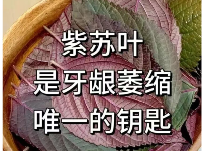 紫苏叶和藿香 牙龈萎缩