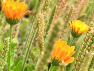 中年夫妻修复亲密关系技巧，竟藏在这四个字里！ 正一品官员皆为重臣？其实并非如此，清朝这3种正一品并无实权