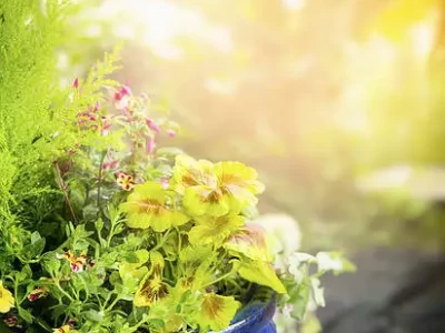 小空间大利用！3种迷你菜园规划，打造自家绿色角落