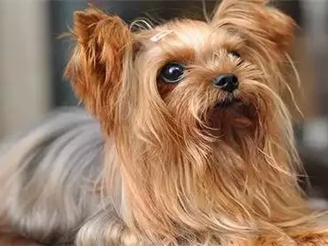 快来围观！约克夏那些让人无法抗拒的卖萌姿势看到李梦的真实处境，才明白宫鲁鸣为何不重用，不仅是化妆有分歧