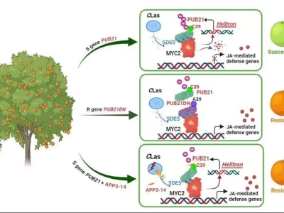 有望攻克“柑橘癌症” 我国科学家取得新发现2017年，32岁北大才女唐晓琳跳桥事件，揭开国外实验室黑幕