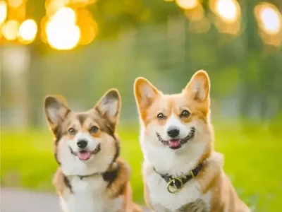 柯基和其他犬种，谁更适合当家庭宠物？兽医提醒：养狗时，铲屎官这7个方面不要太“勤快”！