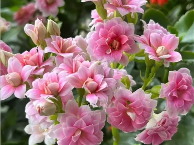 年轻人养花必看！长寿花开败3步走，一月后又能繁花似锦