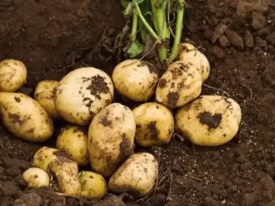 高血脂患者除土豆外，这6种蔬菜也要少吃，医生紧急提醒！ 正式退出！全红婵作出意外决定，中国跳水队无奈批准，陈芋汐祝福