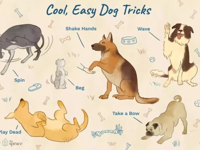 萌宠社会化训练，不重视这3点，宠物社交难成功一口看完从古代到现代中国男女单身现状