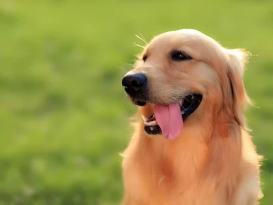 宠物陪伴的温暖：你永远的精神抚慰剂！洗去疲惫与烦恼《家有儿女》小雨变成暴雨了：尤浩然的童星陨落与人生困局