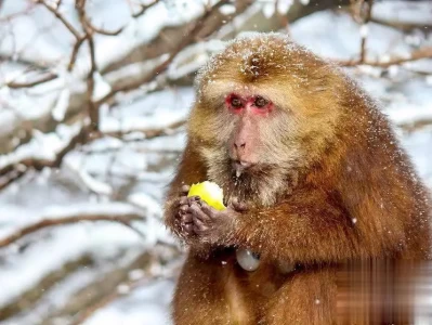 探秘短尾猴：它们的社交生活有多精彩？150小个子穿搭分享