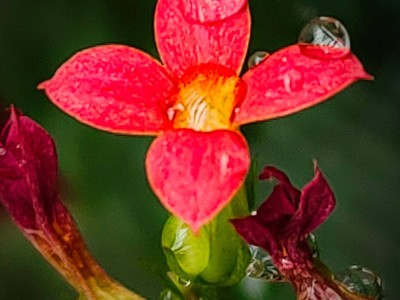 小巧玲珑长寿花