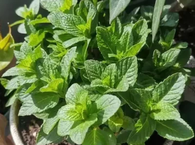 薄荷盆栽疯长，净化空气还能泡茶，太实用啦！ 美国人：美军第一批导弹击沉中国航母或两栖舰后，希望中国能退缩