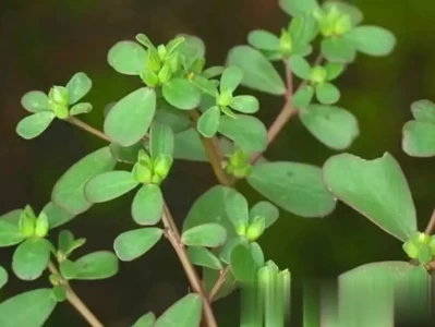 8种超级食物助你抗氧化、延缓衰老 她是中国老戏骨，可惜嫁给了日本人，如今更是定居日本过得挺开心