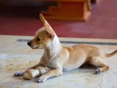 养吉娃娃能实现宠物陪伴逆袭？看完这篇就懂！