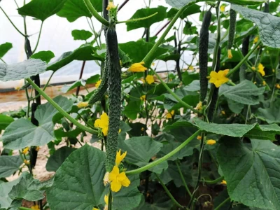 肾病患者吃黄瓜真能有好处？快来一探究竟！“谎话连篇”的“嘎子”谢孟伟，不再被世界宽容！