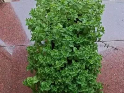 3种薄荷盆栽泡茶法，净化空气还养生，赶紧收藏！战国时的墨家科技，差点让中国领先世界2000年，为何却彻底消失?为何？