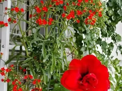 长寿花养护秘籍大公开！照着做，花开爆盆不是梦