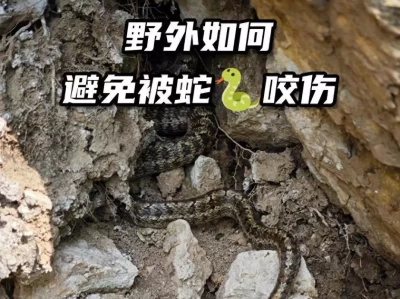 夏季毒蛇高发，俗话说“家有半边莲，敢与蛇共勉”，要认识它男子在上海被日本人殴打后续：监控曝光，打人者太嚣张，警方介入