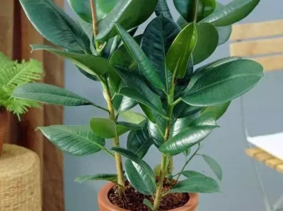 室内养这5种大叶树，叶片翠绿养眼还能净化空气！ 台湾网红抵达内地4天，对大陆印象一目了然，5方面刷新他固有认知