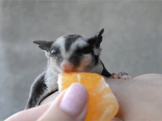 孩子们养的宠物越来越“怪”，背后的心理原因你知道吗？