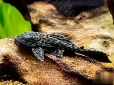 家居鱼缸清理该选啥鱼？必看这几种超实用的清洁鱼！数百万以色列人紧急逃亡，以军国防部长愤慨警告伊朗：此举越过红线