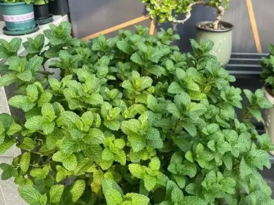 90%的人不知！薄荷盆栽净化空气和泡茶，哪个更值得尝试？科学家建议用深海核爆减缓气候变暖：成本100亿美元