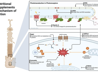 营养补充剂之于遗传性视网膜疾病：有确切的保护作用还是安慰剂效应？