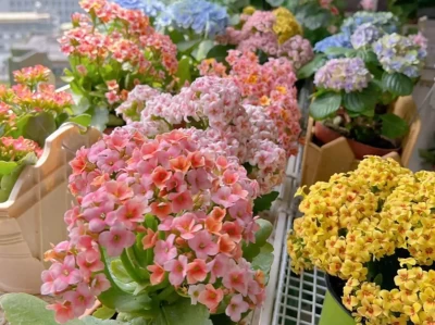 长寿花开败咋整？3步操作，一月后又开一波，必看！“韦神让我很不舒服”，北大学生评价韦东奕：老师就不该搞成网红