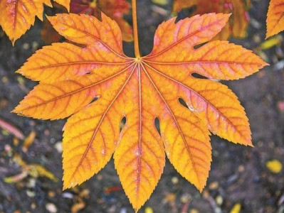 植物咋变老 创造性揭秘