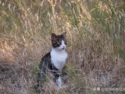 药物过敏：如何避免和应对？专业指南揭秘！古代付款有多麻烦，他们又是如何破解的！ 古代如何付款的