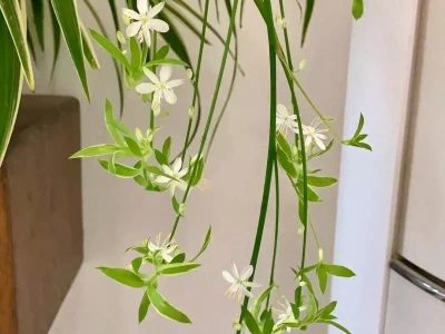 10种“耐阴”植物放客厅，净化空气还能营造氛围