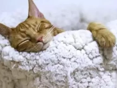 缺乏充足睡眠，癌症风险上升4%以上日本人为何“钟爱”切腹自尽？万一一刀切不死怎么办？