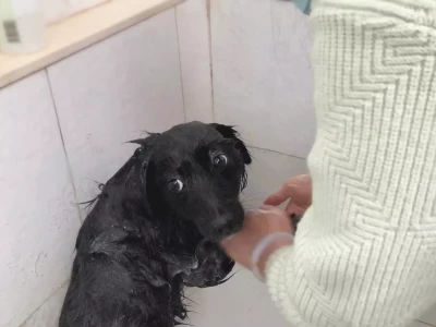 宠物不洗澡，小心影响它的心理健康！浙江1夫妻收留失忆流浪汉，哪知17年后，他指着电视：这里是我家