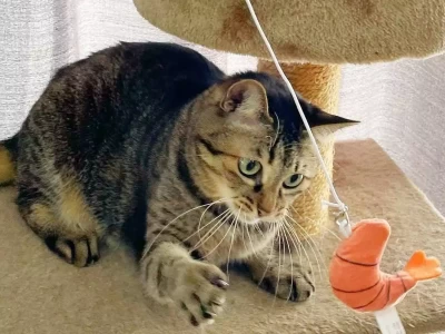 猫咪团“猫球”睡觉，是舒适还是无奈？一文搞懂！水貂的一生有多惨？为了做成大衣，从出生开始，到死都备受折磨！