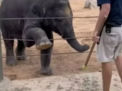 动物园里的大象每天展示瑜伽课程，还能倒立，让公众惊叹不已