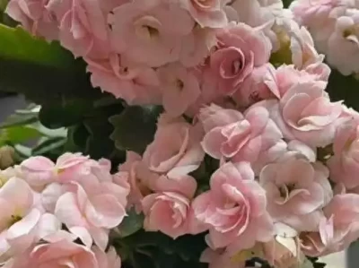 长寿花“奶油慕斯”凭啥堪称极品？必看养护秘籍揭秘！这套穿搭让我想起一首歌“初恋粉色系”