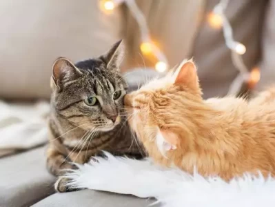 养蛇or养猫，哪种宠物陪伴感更强？