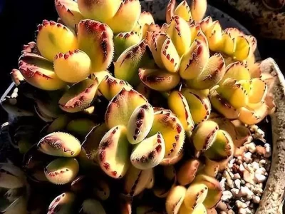 鸡蛋托盘别急着扔，生活妙用多，省钱又环保中美罕见共识，欧盟说不服就得打服，欧洲历史悲剧即将重演？