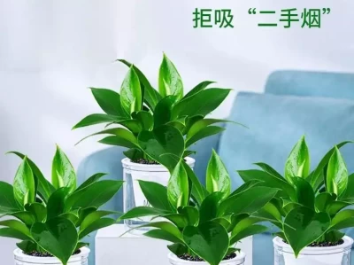 绿植选购秘籍，几种植物净化空气又美观穷鬼男大学生攒下的全部平价好物