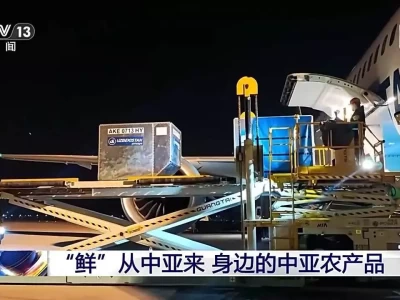 新鲜度拉满 中亚樱桃打“飞的”来啦~