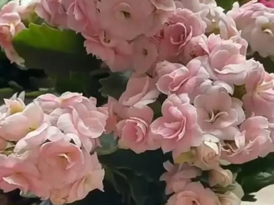 收藏！长寿花“奶油慕斯”凭啥被夸极品，一文讲清！异地恋如何长久？这3个秘诀一定要知道！