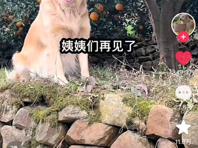 摘橙子的网红小狗“毛毛”突发心脏病去世，宠物医生：确诊后难以根治，定期体检预防