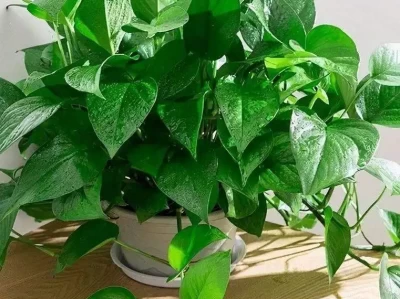 水培绿萝 vs 水生花卉，谁净化空气更强？百万亿年后宇宙还剩啥？人类文明延续真只有一条路？必看！