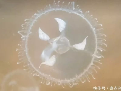 太原发现大量“水中大熊猫”桃花水母，比恐龙古老，活体甚是罕见孙悟空亲历：真武大帝镇守武当山，双叉岭妖邪竟得他默许？