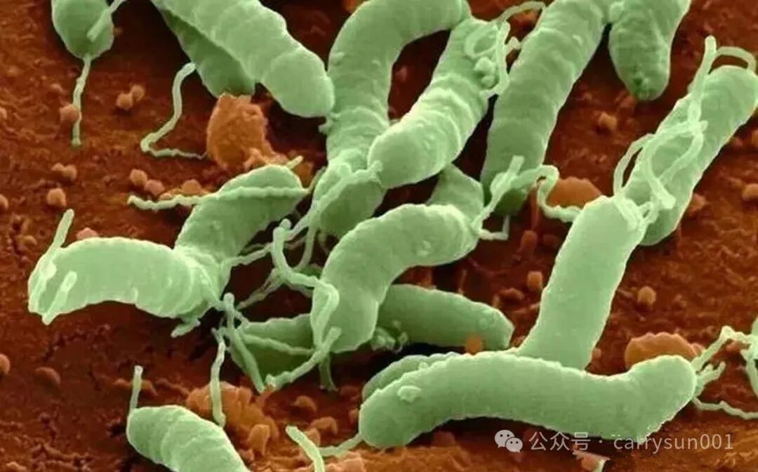 幽门螺旋杆菌（简称Hp）：和人类做了几万年的“老邻居”，你真的需要赶尽杀绝吗？