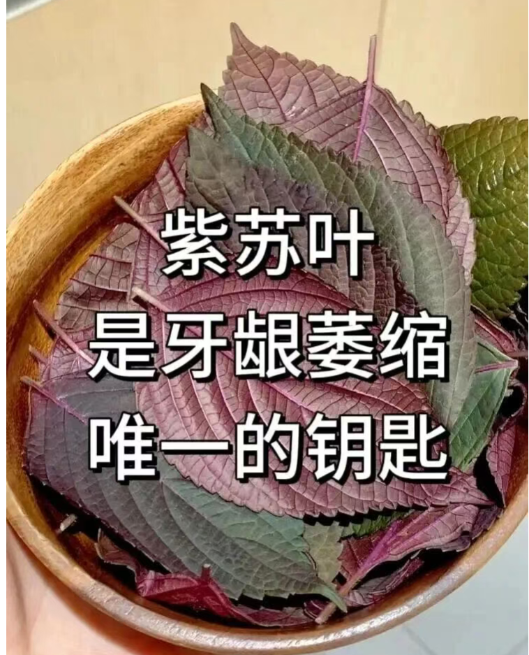 紫苏叶和藿香 牙龈萎缩